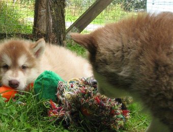 F-Wurf 7 Wochen 022.jpg