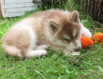 F-Wurf 7 Wochen 040.jpg